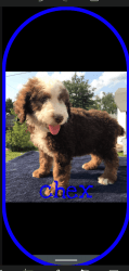 Aussiedoodle puppy (chex)