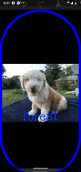 Aussiedoodle puppy (forrest)