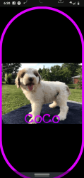 Aussiedoodle puppy (coco)
