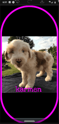Aussiedoodle puppy (Karmen)
