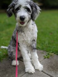 Aussiedoodle Blue Merle- 5 Months Old