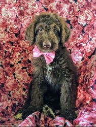 Aussiedoodle 5 month old female for sale