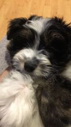 Black and white Aussie doodle 2mth old