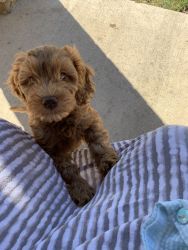 Labradoodle (2 months) Girl