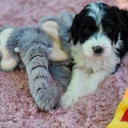 Adorable aussiedoodle puppies! 5 females, 1 male