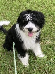 Aussiedoodle 4 months old