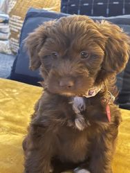 Cute Aussiepoo Puppy -Serious buyer that will be a great parent
