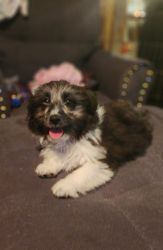 Aussie Poo Mini Puppy for Sale