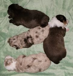 Miniature/toy aussiedoodle puppies