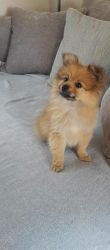 Pomeranian pure breed puppy.14weeks old