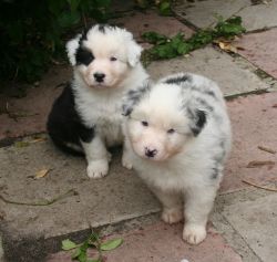 Aussie puppies available to go