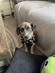 6 month puppy needs new home