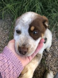 Puppy in need of home