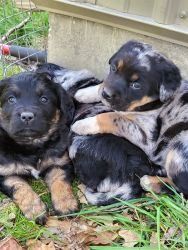 Adorable puppies