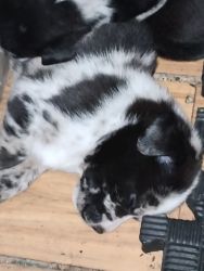 Blue heeler mix puppies for free