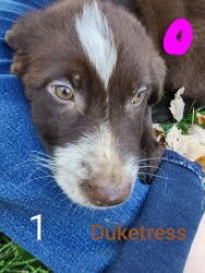 Puppies for sale - labs/aussie/blueheeler