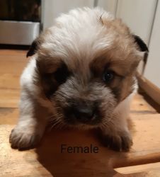 Red and Blue heeler puppies for sale