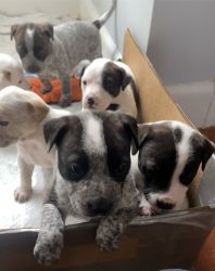 Blue Heeler/Pit Bull Puppies for Sale