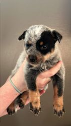 ACD puppies for sale