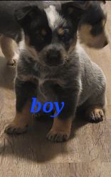 Red and blue mix heeler puppies