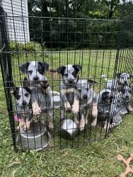 Blue Healer Puppies For Sale