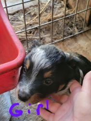 I have 3 female blue heeler and Australian shepherd mixed puppies for