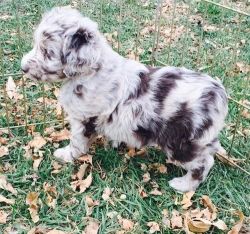 three color Aussiedoodle Puppies for Sale