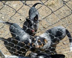 Purebred Blue Heeler Puppies For Sale