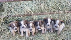 Heeler/Idaho Shag puppies
