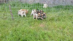 Red/Blue heeler puppies for sale