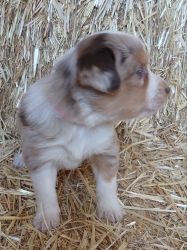 Ranch puppies for sale