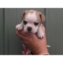 Australian Bulldog puppies for sale