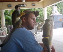 male and female capunchin monkeys ready
