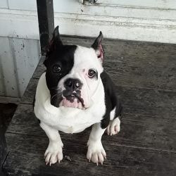 Exotic bully breed 6months female