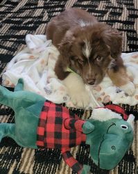 Red tri male mini aussie with green eyes 10wks