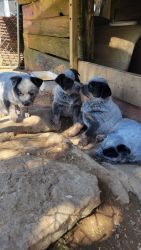 Purebred Australian Cattle Dogs Puppies right off the ranch