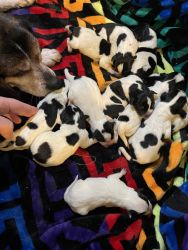 Austrian beagle puppies for sale