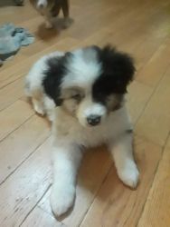 Aussie pups for rehoming