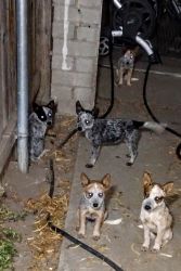 Heeler puppies for sale