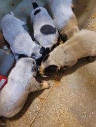 Full blooded blue heeler puppies