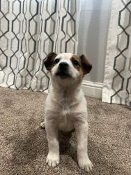 Blue/red heeler puppies/ cattle dogs