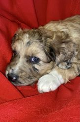 Aussie/Briard Puppies