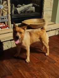 Red Heeler puppy for sale