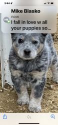 Australian Cattle Dog pup fully Heath tested