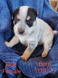 Blue and red heeler puppies