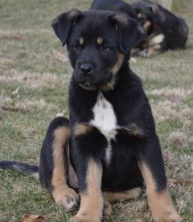Texas Heeler Puppies for sale