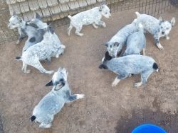Farm raised blue heeler puppies