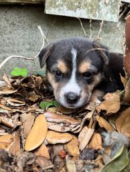 Cattle puppy needs home