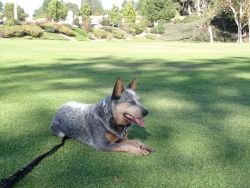 Australian Blue Heeler Service Dog for Sale