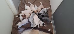 Australian Cattle Dogs Blue Red Moulted Heelers